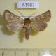61983p Noctuidae Cerapteryx megala Kazakhstan $7