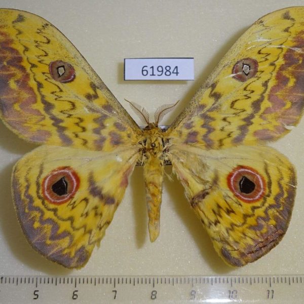 Saturniidae Aurivillius triramis Uganda