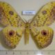 61984p Saturniidae Aurivillius triramis Uganda $10