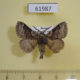61987p Lasiocampidae Trichiura crataegi Khakassia rep. $5