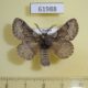 61988p Lasiocampidae Trichiura crataegi Khakassia rep. $6