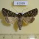 61999p Noctuidae Hampsonicola deccerti f Tyva rep. $20
