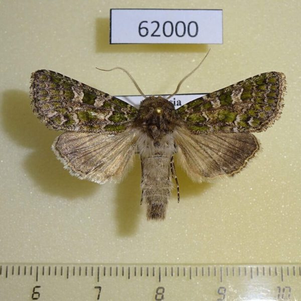Noctuidae Hampsonicola deccerti Tyva rep.