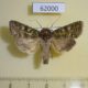 62000p Noctuidae Hampsonicola deccerti Tyva rep. $14
