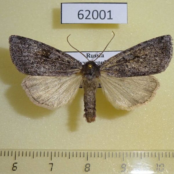 Noctuidae Xestia albuncula Tyva rep.