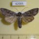 62005p Noctuidae Auchmis mongolica Tyva rep. $8