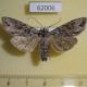 62006p Noctuidae Auchmis mongolica f Tyva rep. $10