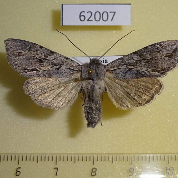 Noctuidae Auchmis mongolica f Tyva rep.