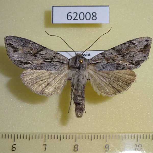 Noctuidae Auchmis mongolica Tyva rep.