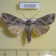 62008p Noctuidae Auchmis mongolica Tyva rep. $8