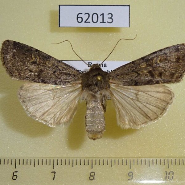 Noctuidae Protexarnis squalida Tyva rep.