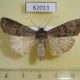 62013p Noctuidae Protexarnis squalida Tyva rep. $7