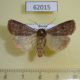 62015p Noctuidae Paradiarsia sobrina Tyva rep. $7