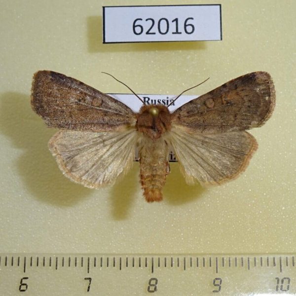 Noctuidae Paradiarsia sobrina Tyva rep.