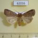 62016p Noctuidae Paradiarsia sobrina Tyva rep. $7
