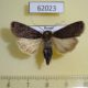 62023p Noctuidae Euxoa nigricans Tyva rep. $5