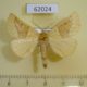62024p Geometridae Crocallis elinguaria Tyva rep. $5