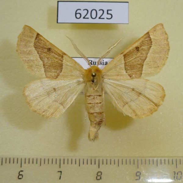 Geometridae Crocallis elinguaria Tyva rep.
