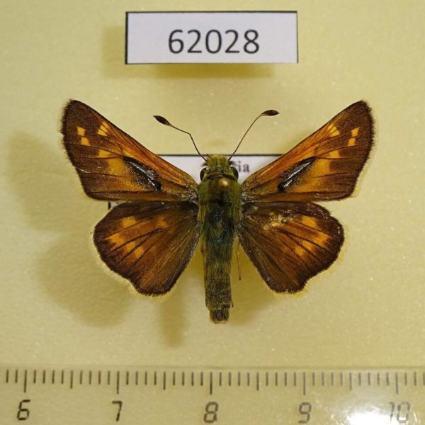 Hesperiidae Hesperia comma Tyva rep.
