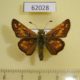 62028p Hesperidae Hesperia comma Tyva rep. $6