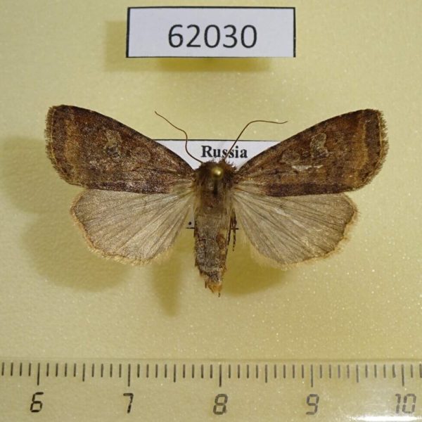 Noctuidae Paradiarsia sobrina f Tyva rep.