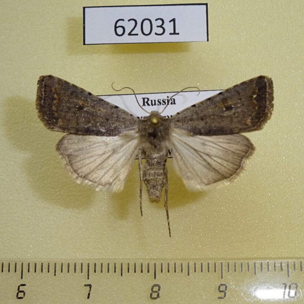 Noctuidae Caradrina montana Tyva rep.