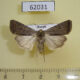 62031p Noctuidae Caradrina montana Tyva rep. $5