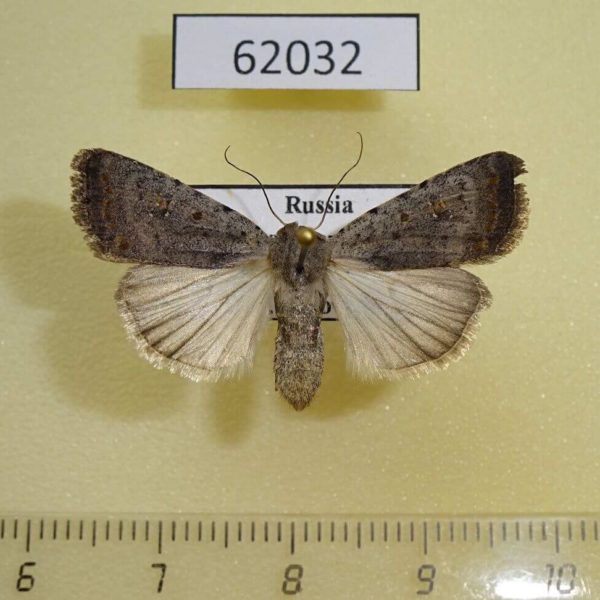 Noctuidae Caradrina montana Tyva rep.