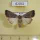 62032p Noctuidae Caradrina montana Tyva rep. $4