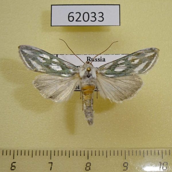 Noctuidae Cucullia argentea Tyva rep.
