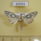 62033p Noctuidae Cucullia argentea Tyva rep. $8