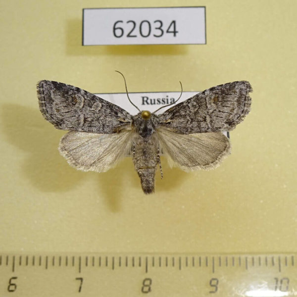 Noctuidae Brachylomia viminalis Tyva rep.