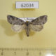 62034p Noctuidae Brachylomia viminalis Tyva rep. $5