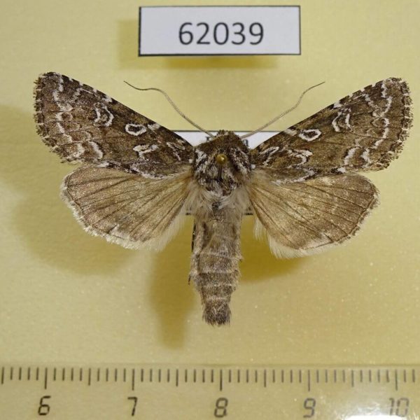 Noctuidae Calamia decipiens Tyva rep.