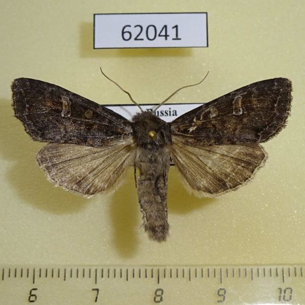 Noctuidae Polia bombycina Tyva rep.