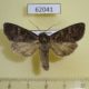 62041p Noctuidae Polia bombycina Tyva rep. $5