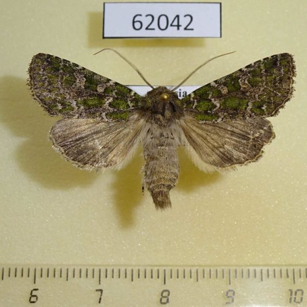Noctuidae Hampsonicola deccerti Tyva rep.