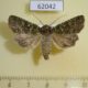 62042p Noctuidae Hampsonicola deccerti Tyva rep. $15