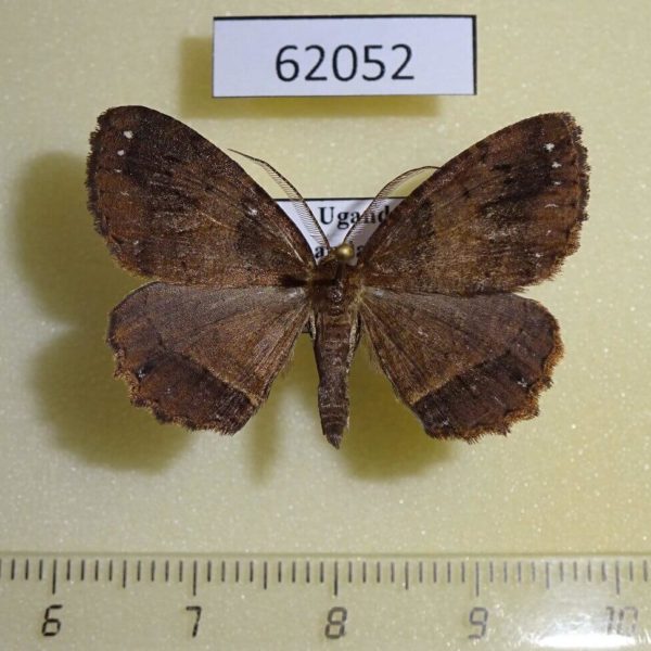 Geometridae Menophra fulvistrigata Uganda