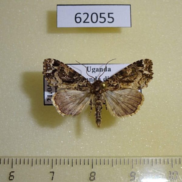Noctuidae Callopistria sp. Uganda