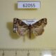 62055p Noctuidae Callopistria sp. Uganda $10