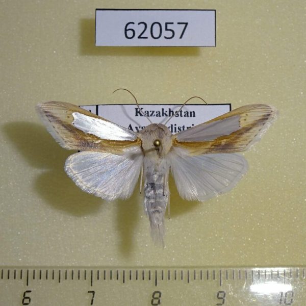 Noctuidae Cucullia argentina Kazakhstan