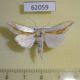 62059p Noctuidae Cucullia argentina Kazakhstan $10