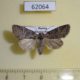 62064p Noctuidae Brachylomia viminalis f Khakassia rep. $6