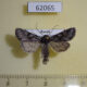 62065p Noctuidae Lasionycta proxima Tyva rep. $6