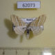 62073p Geometridae Scopula albiceraria Tyva rep. $4