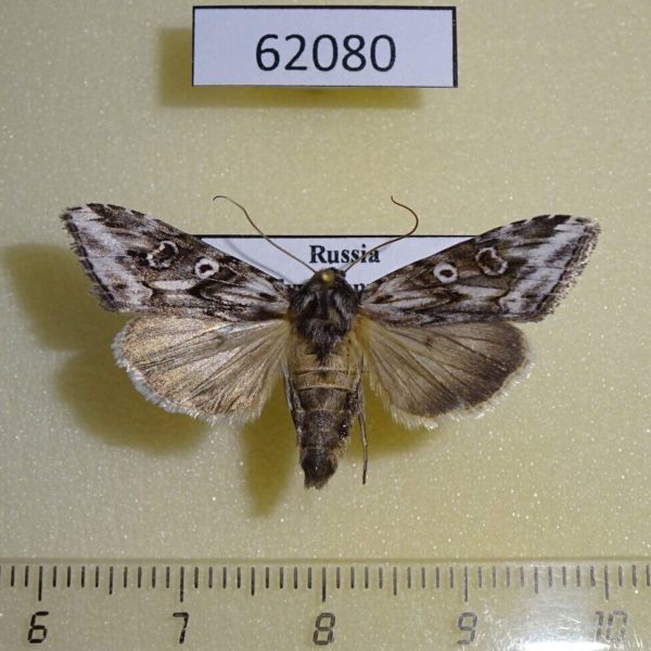 Noctuidae Cucullia fuchsiana Tyva rep.