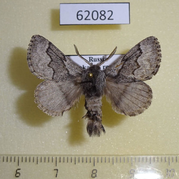 Lasiocampidae Trichiura crataegi Khakassia rep.
