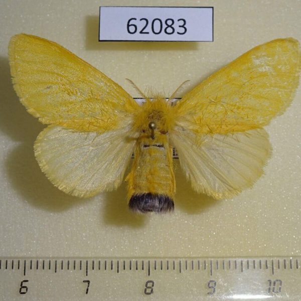 Lymantridae Euproctis sp. f Uganda