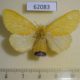 62083p Lymantridae Euproctis sp. f Uganda $8